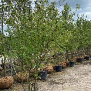 Cornus controversa