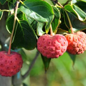 Cornus kousa