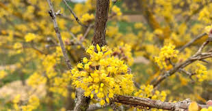 Cornus mas