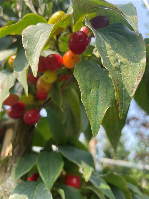 Cornus officinalis