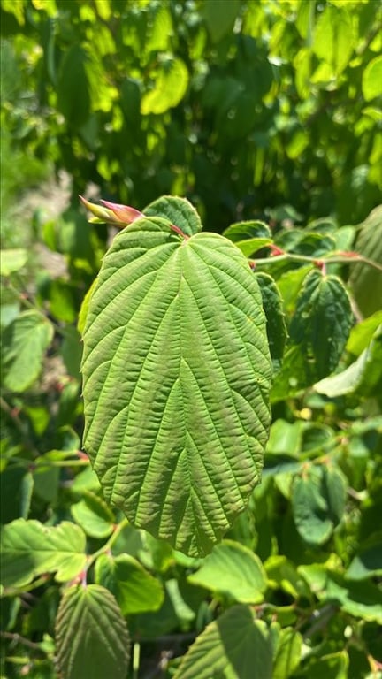 Corylopsis glabrescens