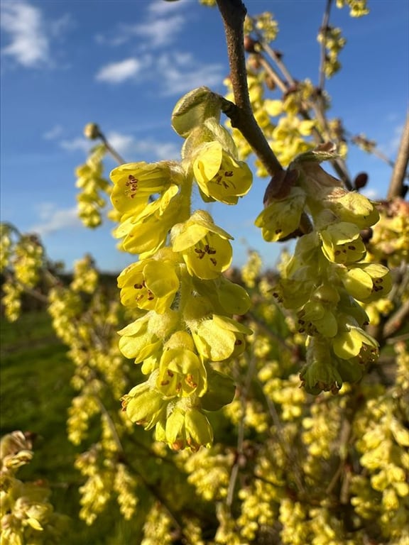 Corylopsis glabrescens