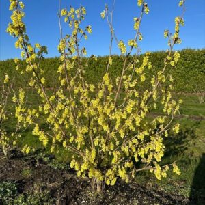 Corylopsis wilsonii