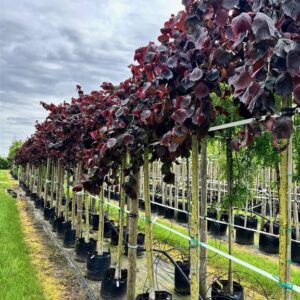 Corylus a. Purple Umbrella