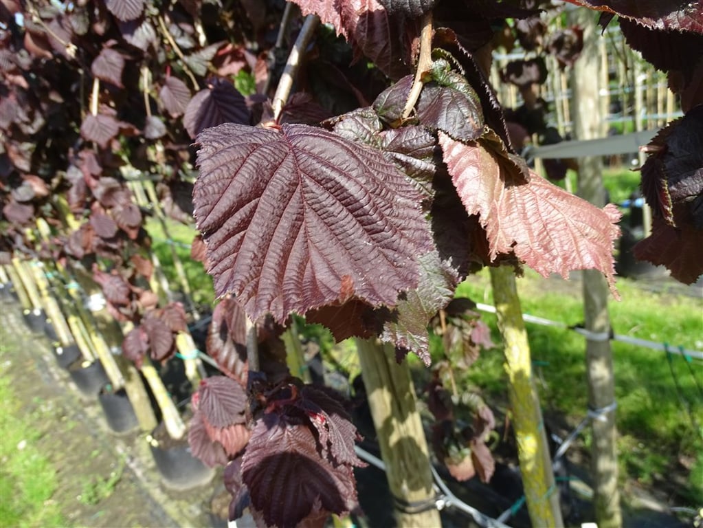 Corylus a. Purple Umbrella