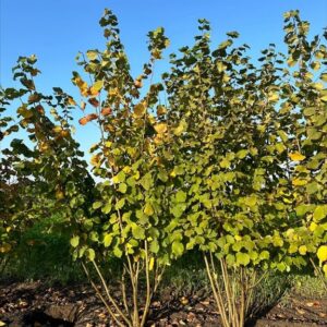 Corylus avellana