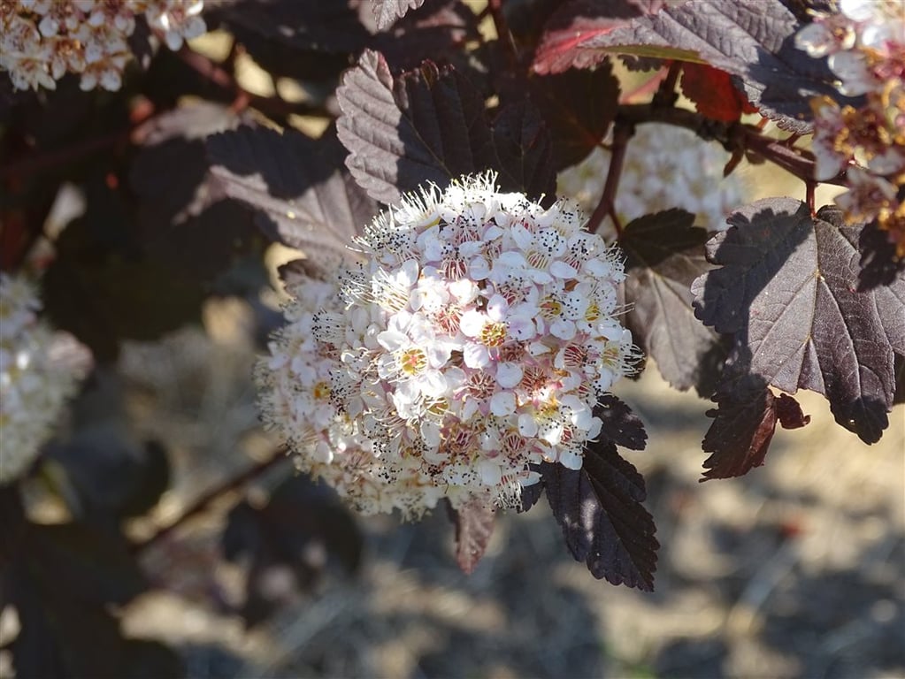 Cotinus cog. ‘Dusky Maiden’