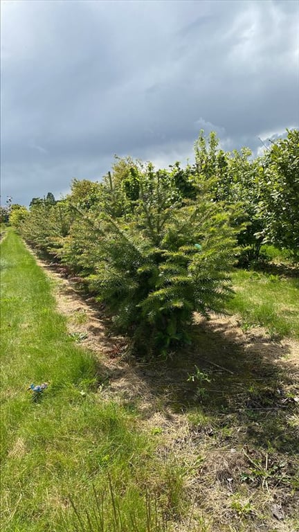 Cunninghamia lanceolata