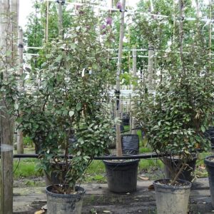 Elaeagnus ebb. ‘Compacta’