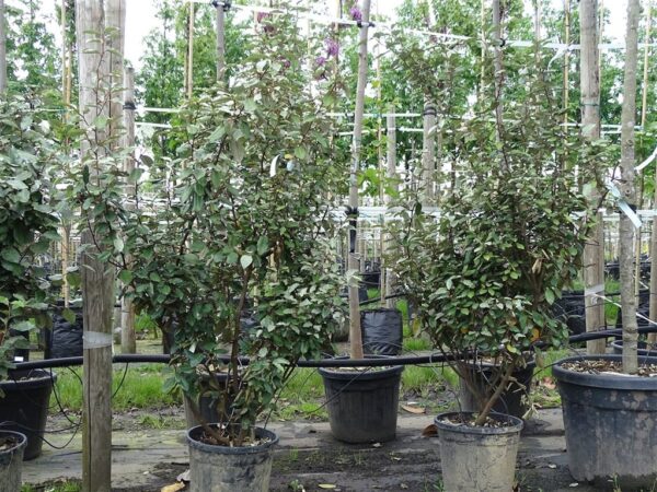 Elaeagnus ebb. ‘Compacta’