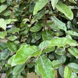 Elaeagnus ebb. ‘Compacta’