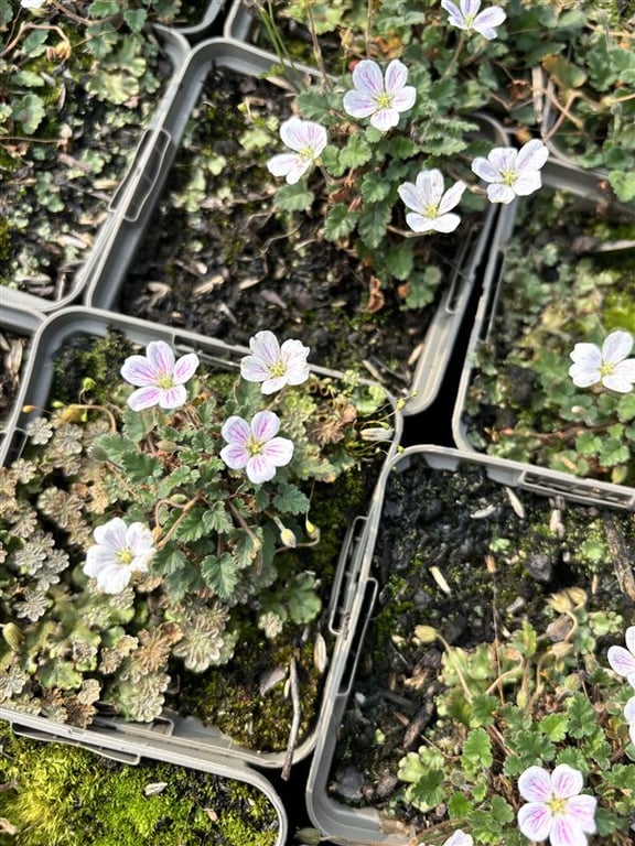 Erodium reichardii ‘Album’