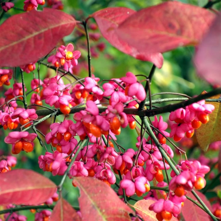 Euonymus europaeus