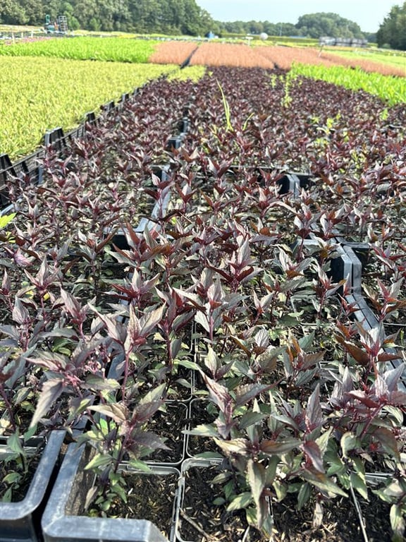 Eupatorium rugosum ‘Chocolate’