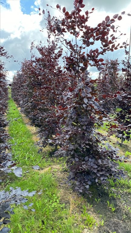 Fagus syl. ‘Atropunicea’