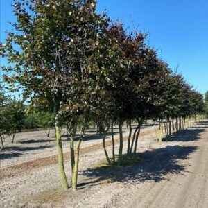 Fagus syl. ‘Atropunicea’