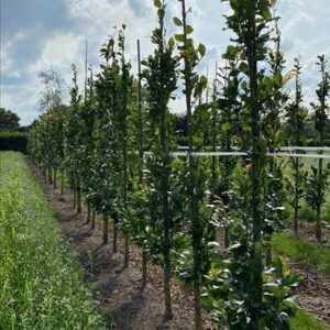 Fagus syl. ‘Dawyck’