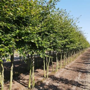 Fagus sylvatica