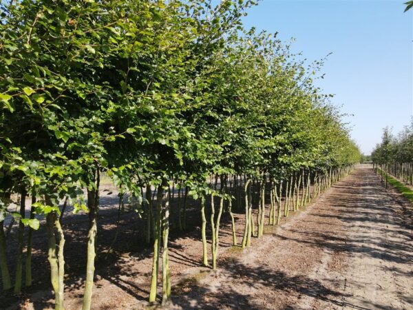 Fagus sylvatica