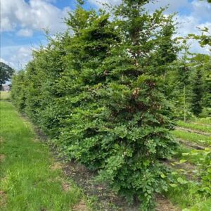 Fagus sylvatica