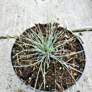 Festuca glauca ‘Elijah Blue’