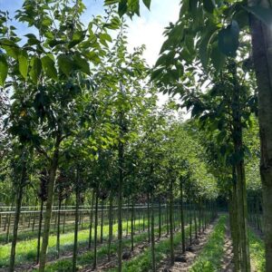 Fraxinus e. ‘Westhof’s Glorie’