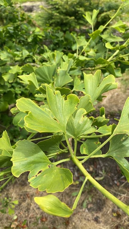 Ginkgo biloba