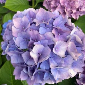 Hydrangea m. ‘Hamburg’