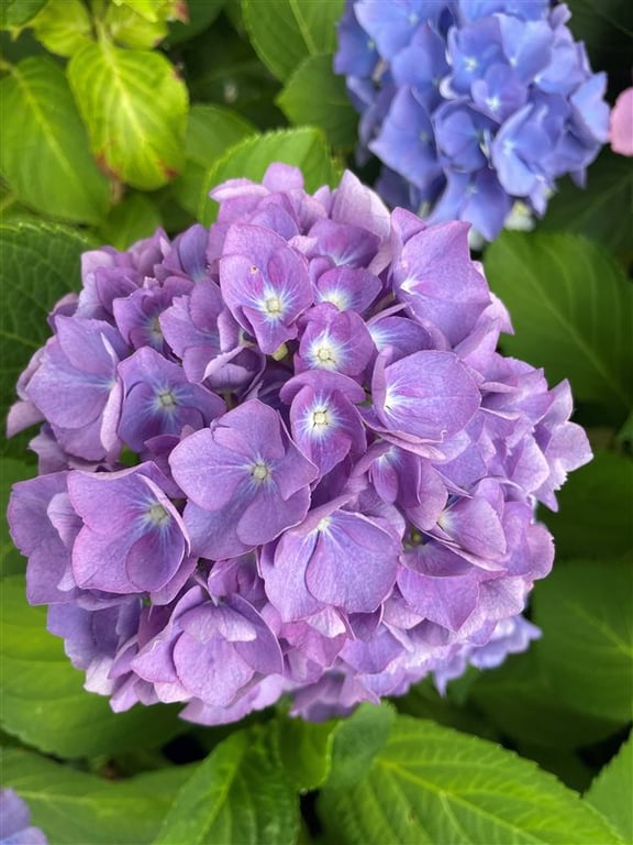 Hydrangea m. ‘Renate Steiniger’