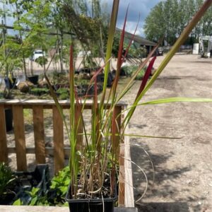 Imperata cylindrica ‘Red Baron’