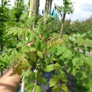 Koelreuteria paniculata