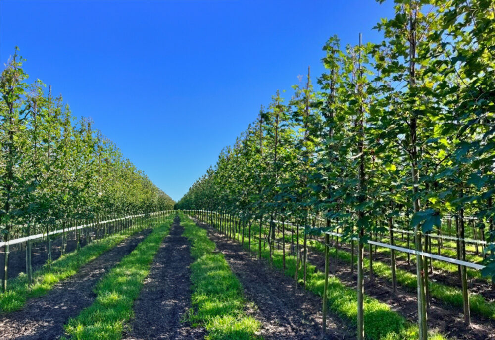 plantadvies bomen verzorgen