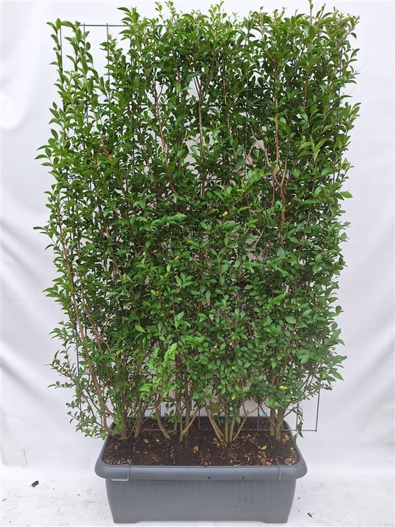 Ligustrum ovalifolium