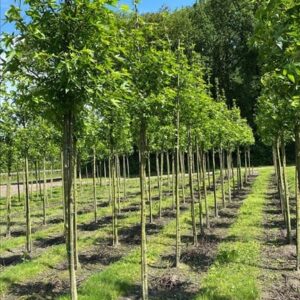 Liquidambar s. ‘Worplesdon’