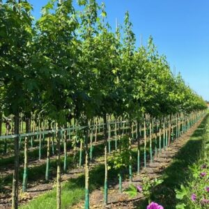 Liquidambar styraciflua