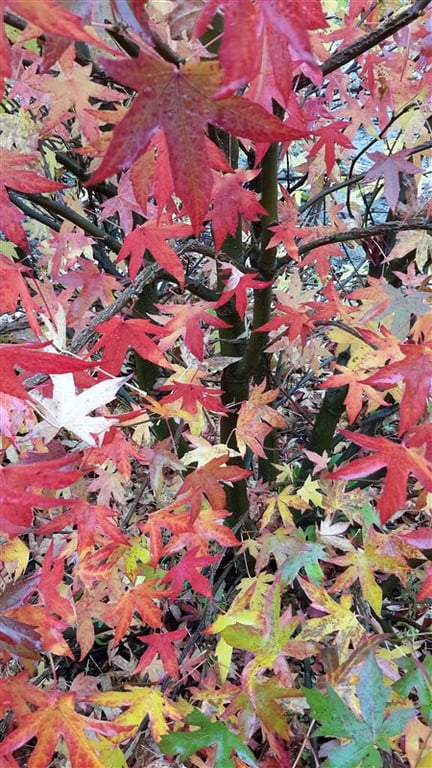 Liquidambar styraciflua