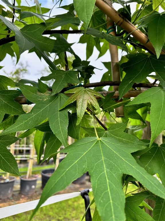 Liquidambar styraciflua