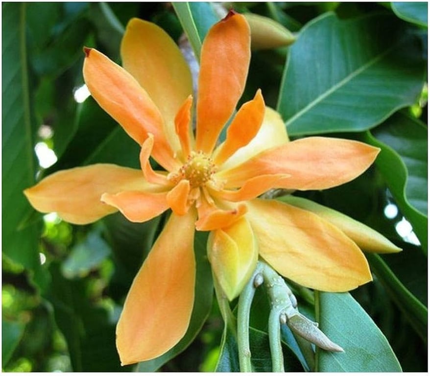 Magnolia champaca