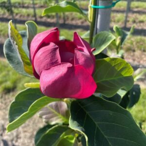 Magnolia ‘Genie’