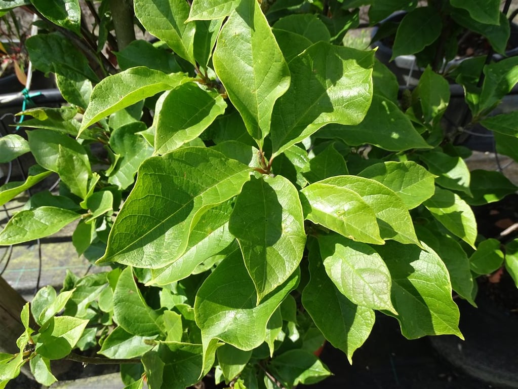 Magnolia ‘Genie’