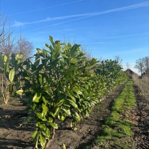 Magnolia grandiflora