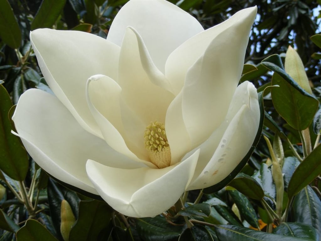 Magnolia grandiflora