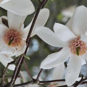 Magnolia ‘Joli Pompon’