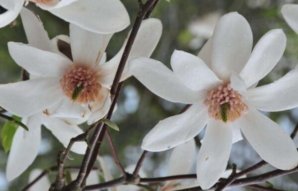 Magnolia ‘Joli Pompon’