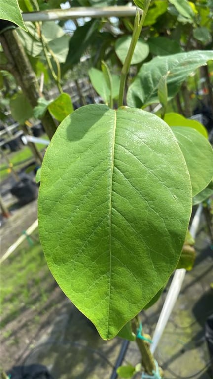 Magnolia soulangeana