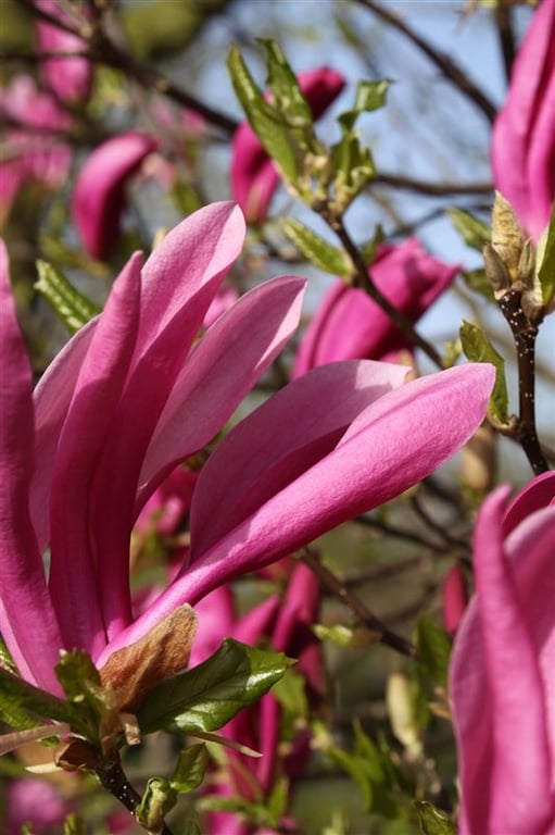 Magnolia ‘Susan’