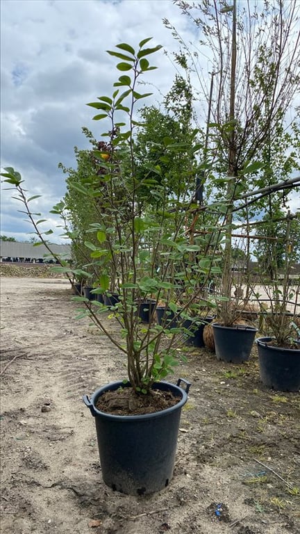 Magnolia virginiana