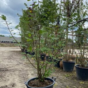 Magnolia virginiana