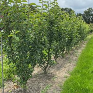 Malus ‘Golden Hornet’