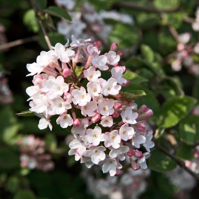 Malus ‘Golden Hornet’